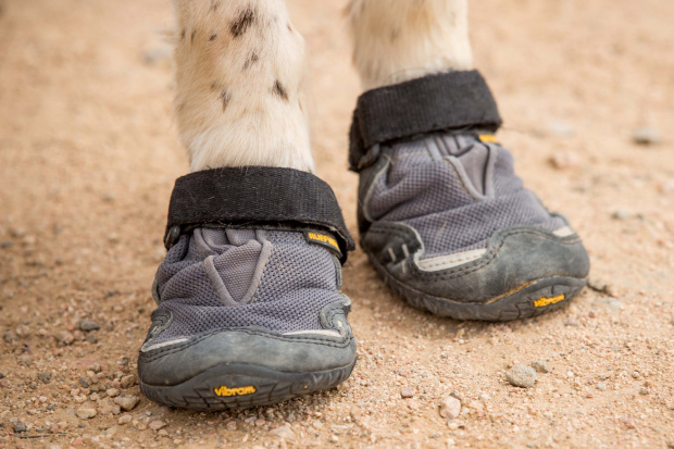 Private Megan Cropper, 20, with Scooby the Military Working Dog, who is equipped with his own PPE, to keep him safe in the harsh environment of the Jordanian desert. The British Army is currently staging its biggest overseas military training exercise in more than 15 years. See SWNS story SWMUTTS; One of the British Army's oldest working dogs has donned goggles and boots for the largest military exercise in a DECADE - as it trains to support our troops on the front line. Seven-year-old Scooby the springer spaniel is one of 35 hero working dogs currently taking part in Exercise Shamal Storm, the biggest military training exercise in a decade. The clever canine, who has been working for five years, completed a tour of Afghanistan in 2012 as a search dog, who is trained to sniff out explosives in vehicles and luggage. Alongside 1,600 soldiers and 314 vehicles, Scooby has gathered with his handler, Private Megan Cropper, in Jordan for a three-month training exercise. It is to test whether the Armed Forces could successfully mobilise in the event of a full-scale operation.