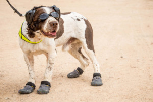 Private Megan Cropper, 20, with Scooby the Military Working Dog, who is equipped with his own PPE, to keep him safe in the harsh environment of the Jordanian desert. The British Army is currently staging its biggest overseas military training exercise in more than 15 years. See SWNS story SWMUTTS; One of the British Army's oldest working dogs has donned goggles and boots for the largest military exercise in a DECADE - as it trains to support our troops on the front line. Seven-year-old Scooby the springer spaniel is one of 35 hero working dogs currently taking part in Exercise Shamal Storm, the biggest military training exercise in a decade. The clever canine, who has been working for five years, completed a tour of Afghanistan in 2012 as a search dog, who is trained to sniff out explosives in vehicles and luggage. Alongside 1,600 soldiers and 314 vehicles, Scooby has gathered with his handler, Private Megan Cropper, in Jordan for a three-month training exercise. It is to test whether the Armed Forces could successfully mobilise in the event of a full-scale operation.