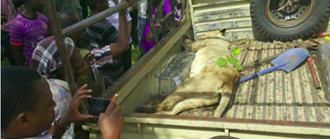 Simba Avamia Kijiji… Awaua Baba na Mtoto - Global Publishers