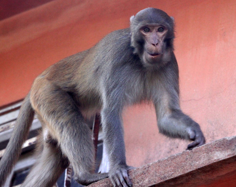 Nyani Apandikizwa Moyo wa Nguruwe - Global Publishers