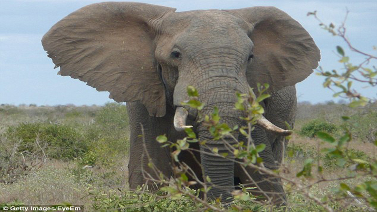 Mtalii Auawa Na Tembo Malindi, Kenya - Global Publishers