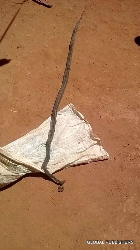 aliyekufa-kwa-nyoka-5