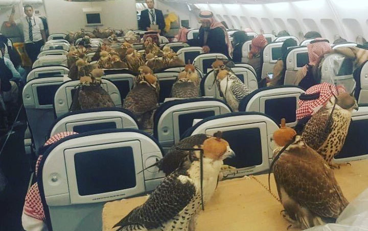 Mtoto wa Mfalme Saudi Arabia Azua Gumzo, Asafiri na Mwewe 80 Kwenye Ndege - Global Publishers