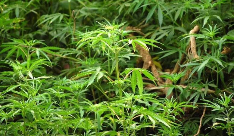 Matumizi ya Bangi Kuidhinishwa Kenya - Global Publishers