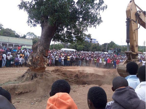 Mwanza: Maajabu ya Mti Kupiga Kelele Ukipinga Kung’olewa (VIDEO) - Global Publishers