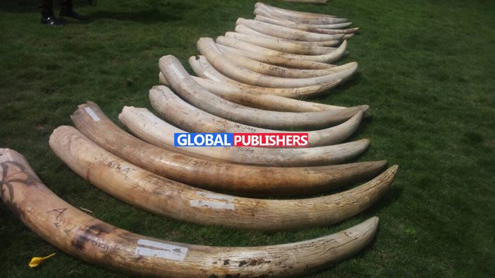 Sita Wakamatwa na Kilo 300 za Meno ya Tembo - Global Publishers