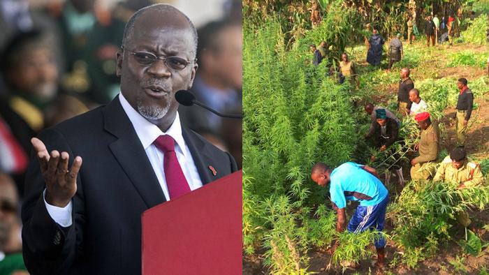 RAIS MAGUFULI: POLISI MSICHOME MASHAMBA YA BANGI – VIDEO - Global Publishers