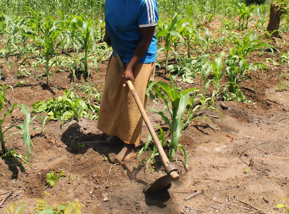 Nafasi za Kazi 3 Wizara ya Kilimo, Afisa Kilimo - Global Publishers