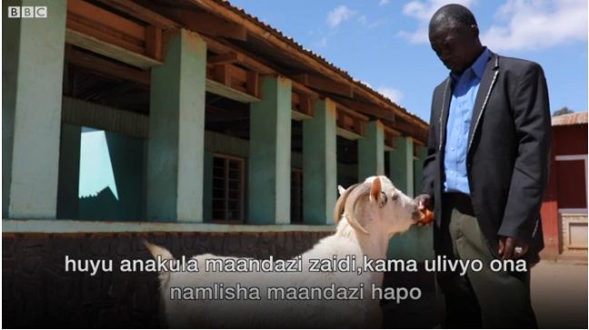 Mjue Mbuzi Damasi Anayefanya Ulinzi, Anakula Maandazi, Nyama, Wali - Global Publishers