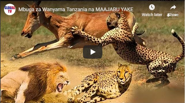 MBUGA ZA WANYAMA TANZANIA NA MAAJABU YAKE - Global Publishers
