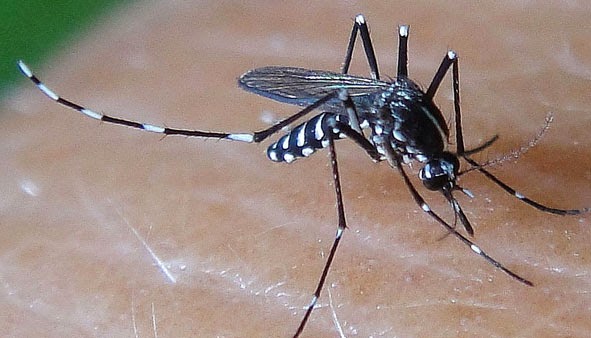 SERIKALI YASHUSHA GHARAMA ZA VIPIMO VYA DENGUE - Global Publishers