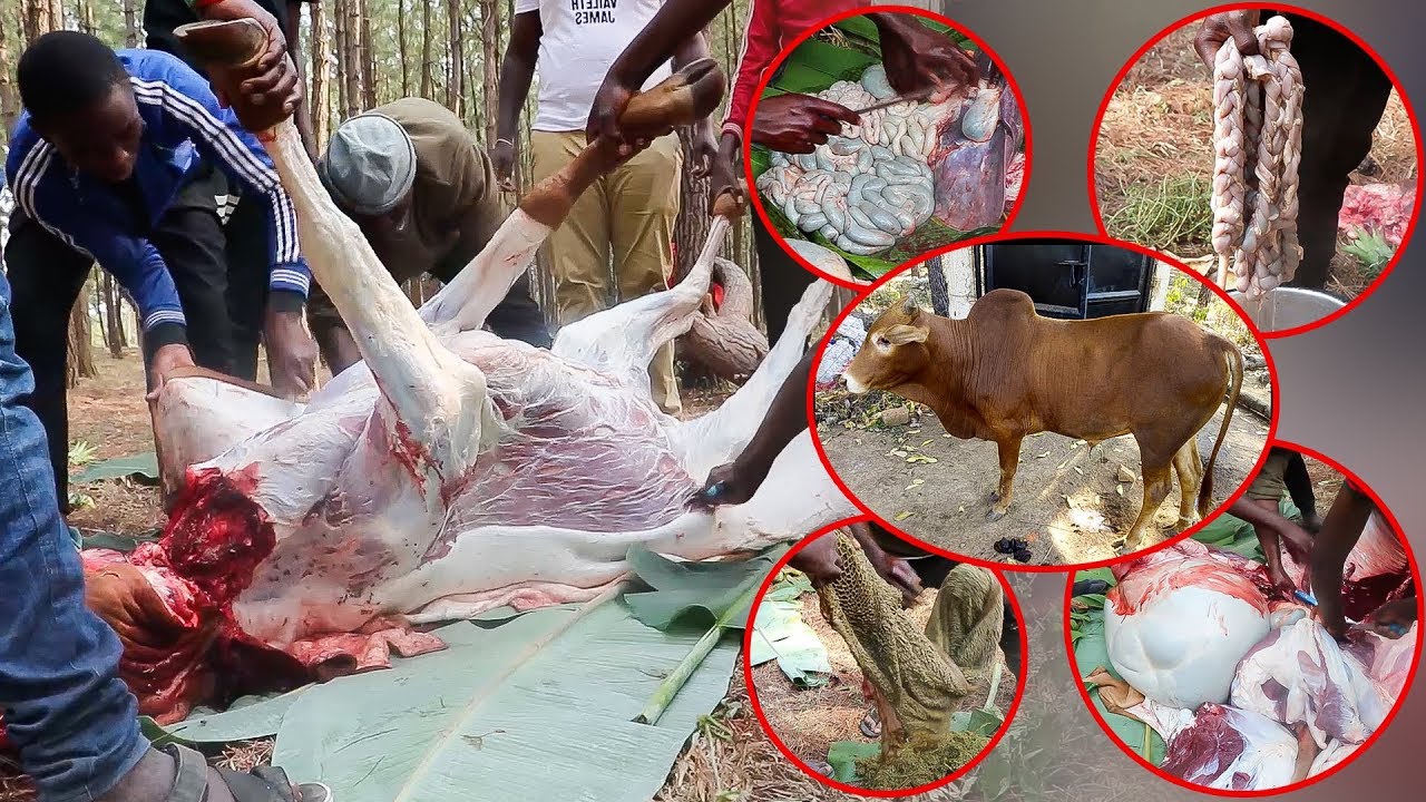 Ngo’mbe Anavyochinjwa, Kuchunwa Hadi Kutolewa Utumbo! – Video - Global Publishers