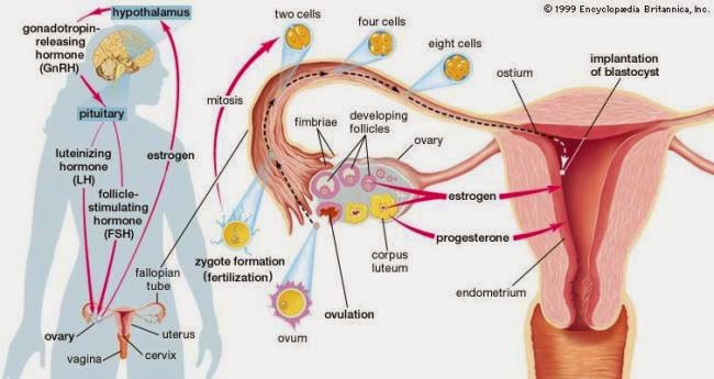 TATIZO LA KUKOSA HEDHI WAKATI WA SI MJAMZITO (AMENORRHEA)-2 - Global Publishers