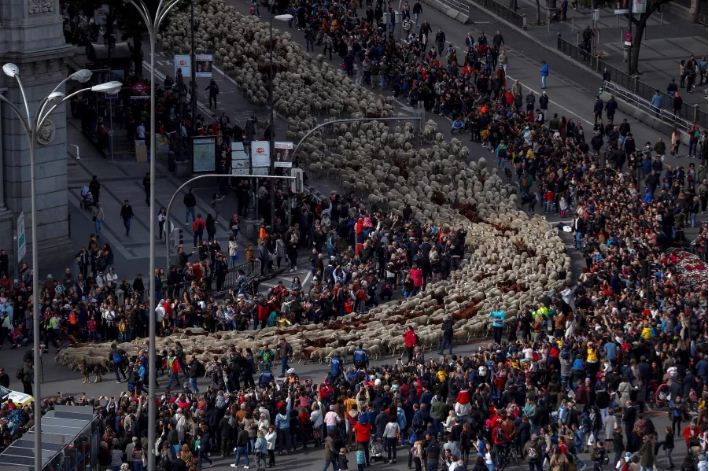 Kondoo 2,000 Wasababisha Foleni Katikati ya Jiji - Global Publishers