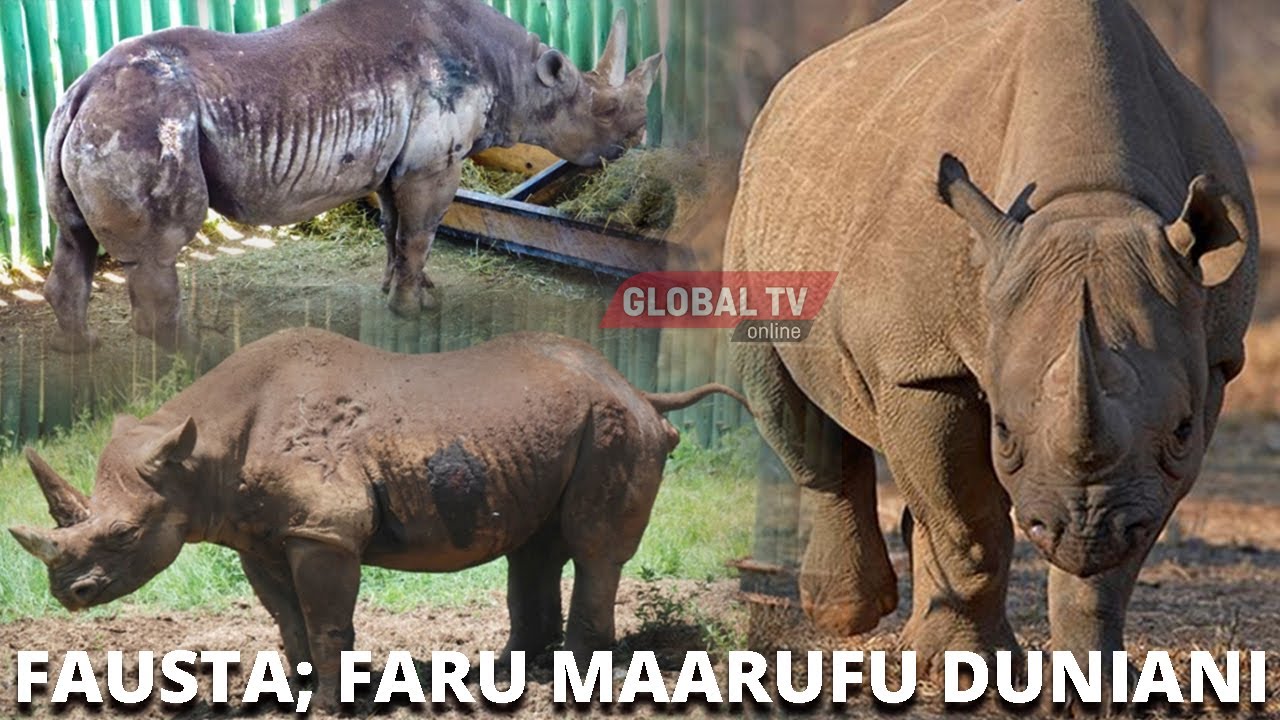 Mjue Faru Fausta, Maajabu Yake Yameishangaza Dunia – Video - Global Publishers