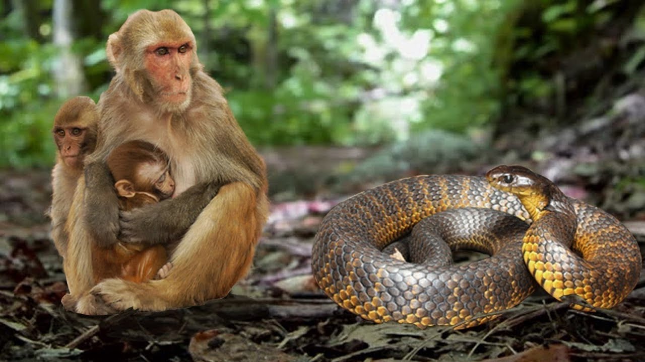 Yajue Maajabu ya Nyoka na Nyani, Utashangaa – Video - Global Publishers