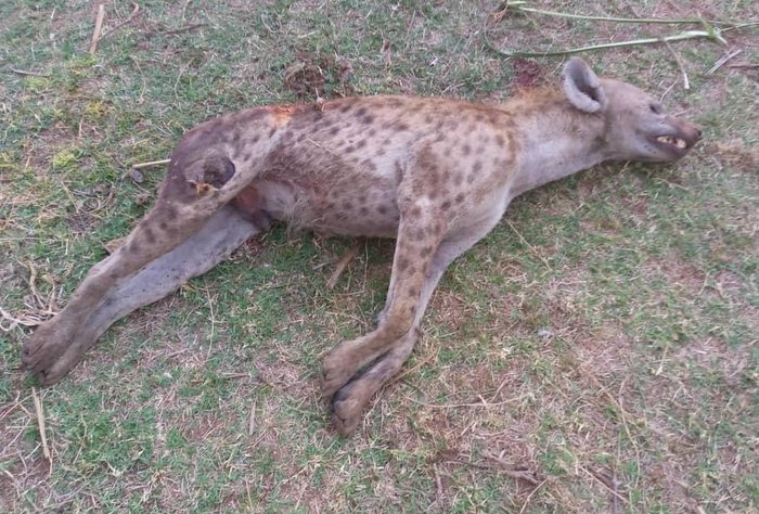 Fisi Aliyeua Mtoto, Kujeruhi Wawili Auawa - Global Publishers