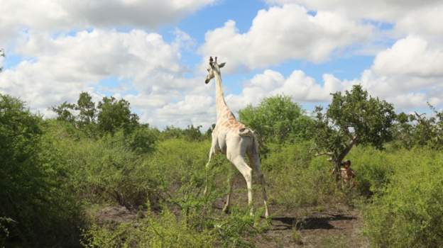 Twiga Mweupe Duniani Afungwa Kifaa cha Kumfuatilia - Global Publishers