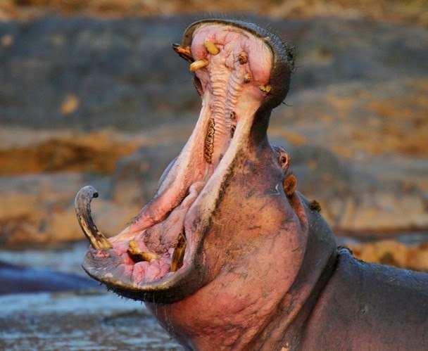 Fahamu! Hifadhi ya Ngorongoro Haimilikiwi na Tanapa, Tazama Maajabu Yake - Global Publishers