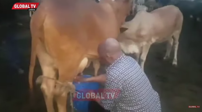 Video: Rais Magufuli Akikamua Ng’ombe Maziwa Kijijini Kwao - Global Publishers