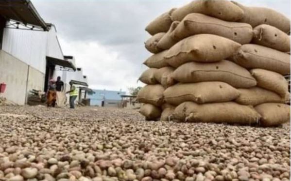 14 Mbaroni kwa Kuiba Korosho za mil 160/= - Global Publishers