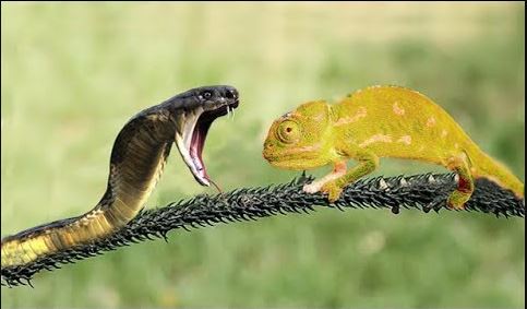 Sakata Kusafirisha Vinyonga, Nyoka Mapya Yaibuka - Global Publishers