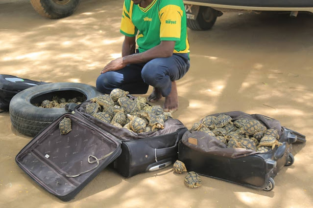 Simiyu: Adakwa Akisafirisha Kobe 400 Kwenye Mabegi - Global Publishers