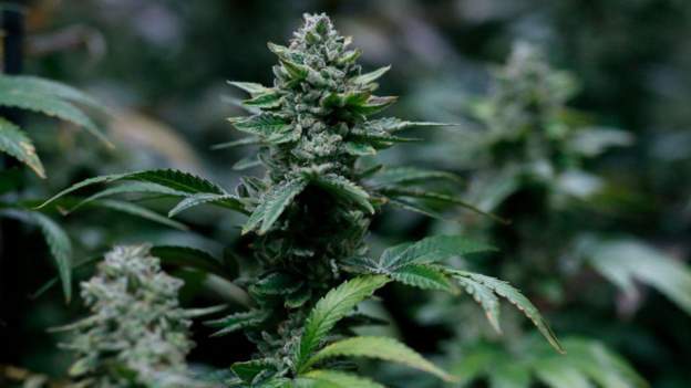 Kampuni Lesotho Yaruhusiwa Kuuza Bidhaa za Bangi Ulaya - Global Publishers