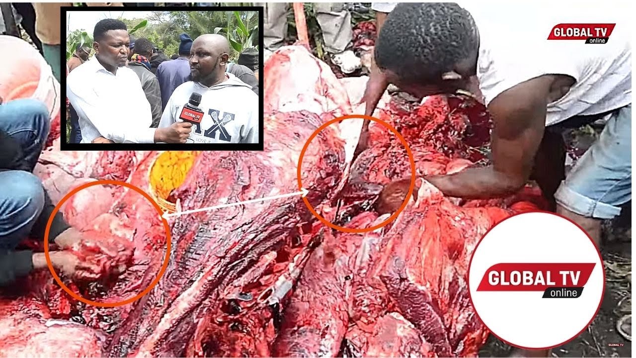 Kiboko Avunja Watu Miguu, Wananchi Wamgawana Nyama – Video - Global Publishers