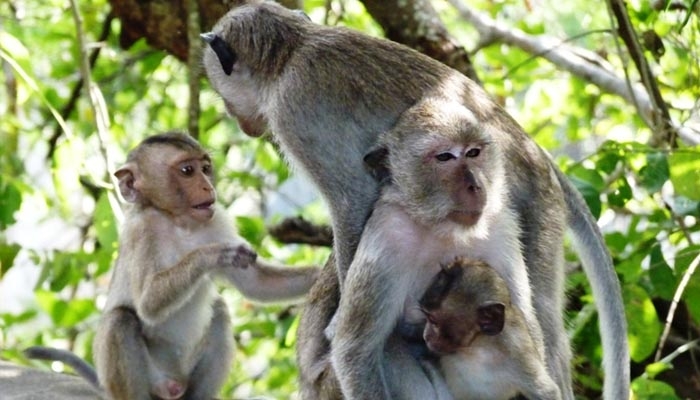 Getere: Mabucha ya Nyama ya Ngedere Yafunguliwe - Global Publishers