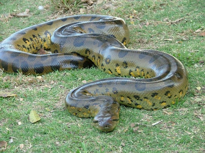 Anaconda Jike Humeza Dume Baada ya Kujamiiana - Global Publishers