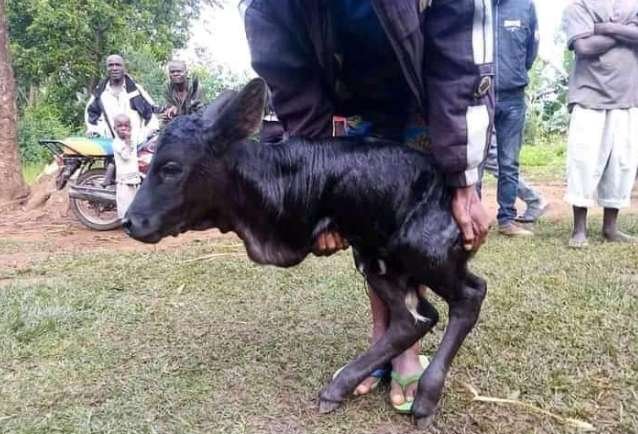 Mshangao! Ndama Azaliwa na Miguu Miwili - Global Publishers