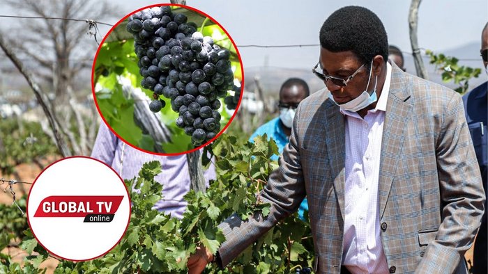 Waziri Mkuu Atoa Maagizo Mazito Zao la Zabibu Dodoma, “Tulidanganyika” - Global Publishers