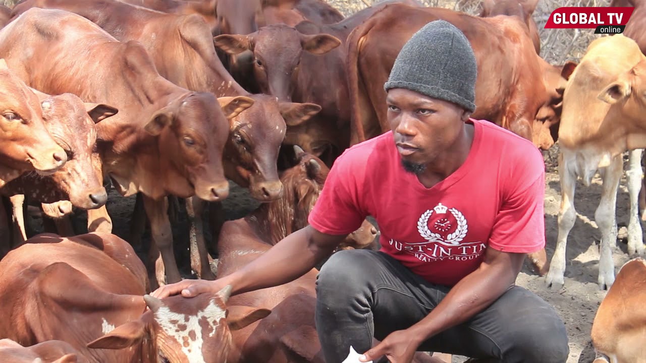 Utafiti Wa Ng’ombe Na DNA Ya Malisho Wafanyika Tanzania-Video - Global Publishers
