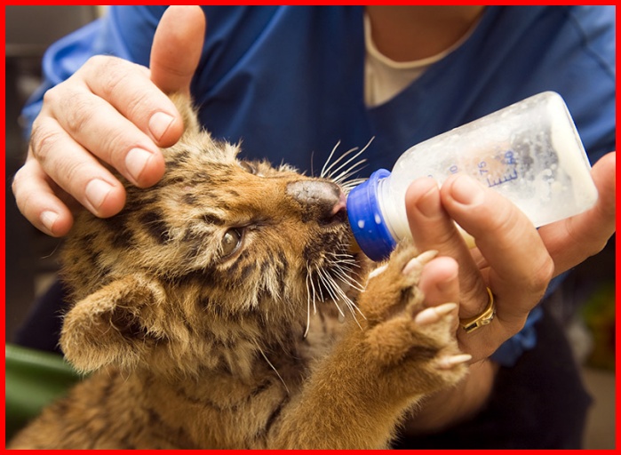 Nafasi za Kazi 6 Ngorongoro Conservation Area Authority, Wildlife Management Assistant - Global Publishers