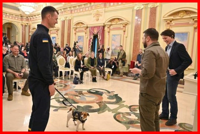 Mbwa Atunukiwa Tuzo ya Heshima ya Rais kwa Kugundua Mabomu Ukraine - Global Publishers