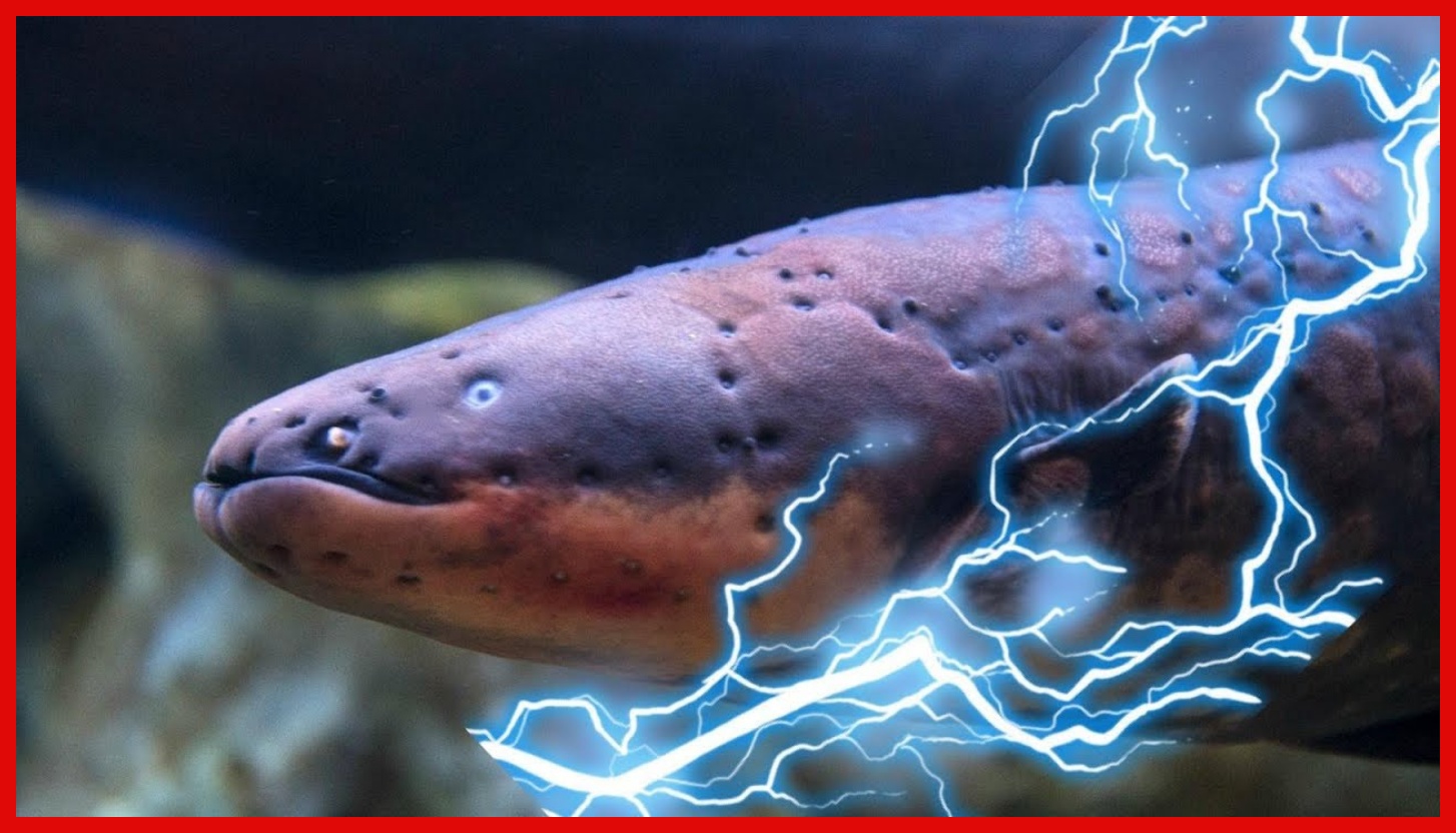 Maajabu ya Samaki mwenye Uwezo wa Kuzalisha Umeme Kutoka Msitu wa Amazon - Global Publishers