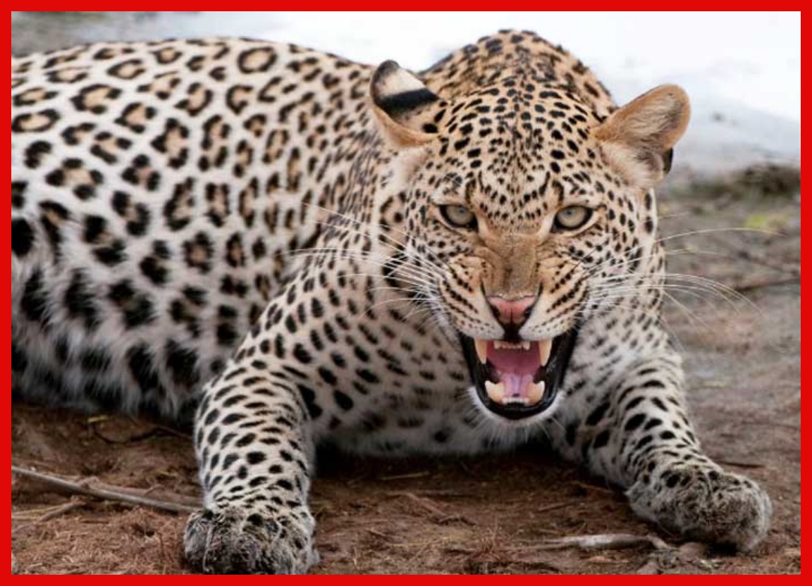 Mwamba Aua Chui kwa Mikono, Atumia Dakika Kadhaa Kufanya Maangamizi - Global Publishers