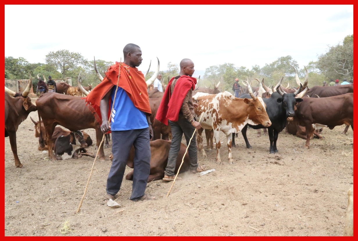 Watuhumiwa 15 Mbaroni kwa Mauaji Tunduru-Ruvuma, Mifugo 159 Yakamatwa - Global Publishers