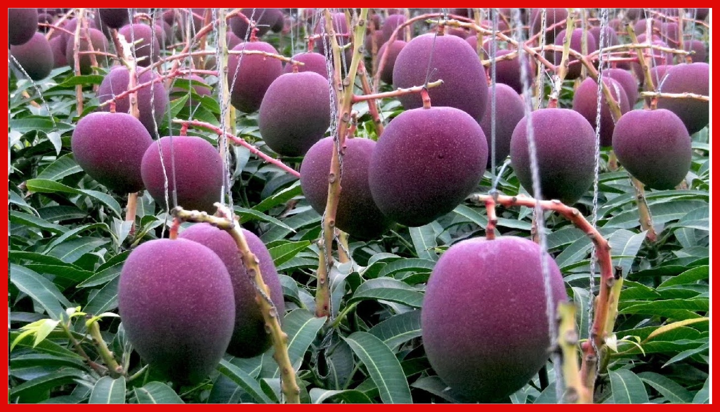 Maembe Yenye Bei Kubwa Zaidi Duniani Yauzwa Katika Mnada