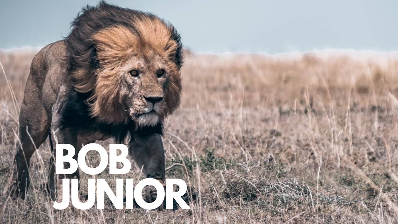 Simba Maarufu Kaskazini mwa Tanzania aliyeishi katika Hifadhi ya Serengeti, ‘Bob Junior’ Afariki - Global Publishers