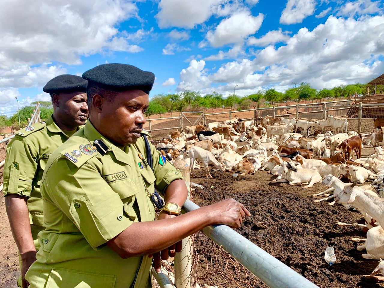 Mifugo 303 Yakamatwa Ikisafirishwa Nje Ya Nchi Kwa Njia Za Magendo - Global Publishers