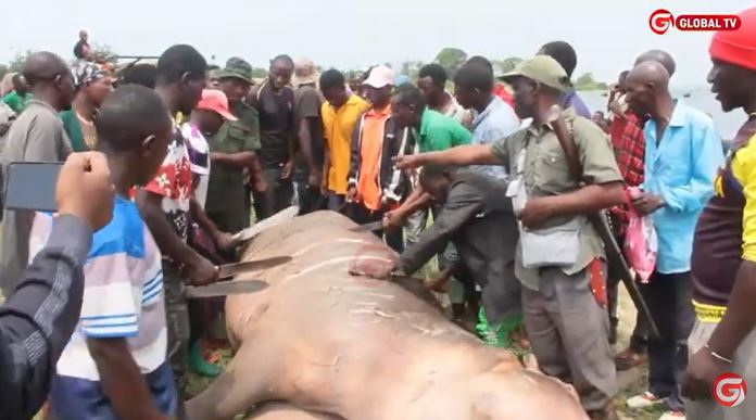 Kiboko Aliyetesa Wananchi Kwa Miaka Mitano Auawa Na Askari Wa Wanyamapori Geita – Video - Global Publishers