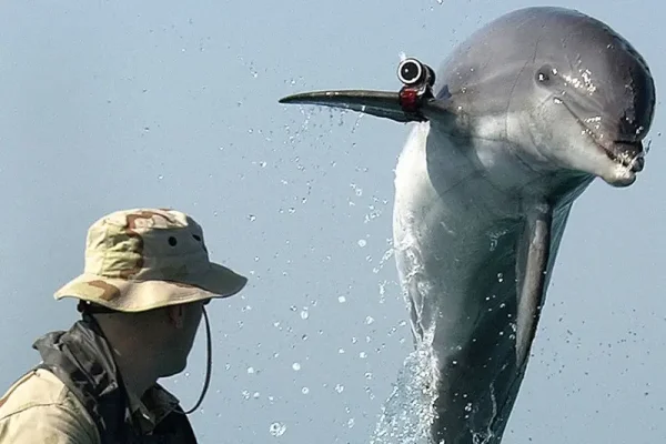 Marekani Yakanusha Madai ya Dolphin wa Kujitoa Muhanga wa Iran