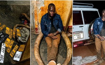 Meneja wa Zamani wa TRA Kigoma Ahukumiwa Miaka 20 Jela Kwa Kukutwa na Meno ya Tembo - Global Publishers