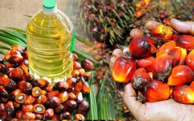Fahamu Kwa Nini Mafuta ya Mawese Yanatajwa Kuwa na Virutubisho Muhimu? - Global Publishers
