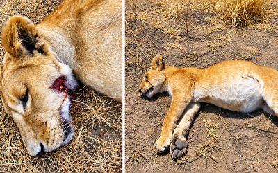 Simba 10 Wakutwa Wamekufa Ngorongoro, Chanzo Chachunguzwa - Global Publishers